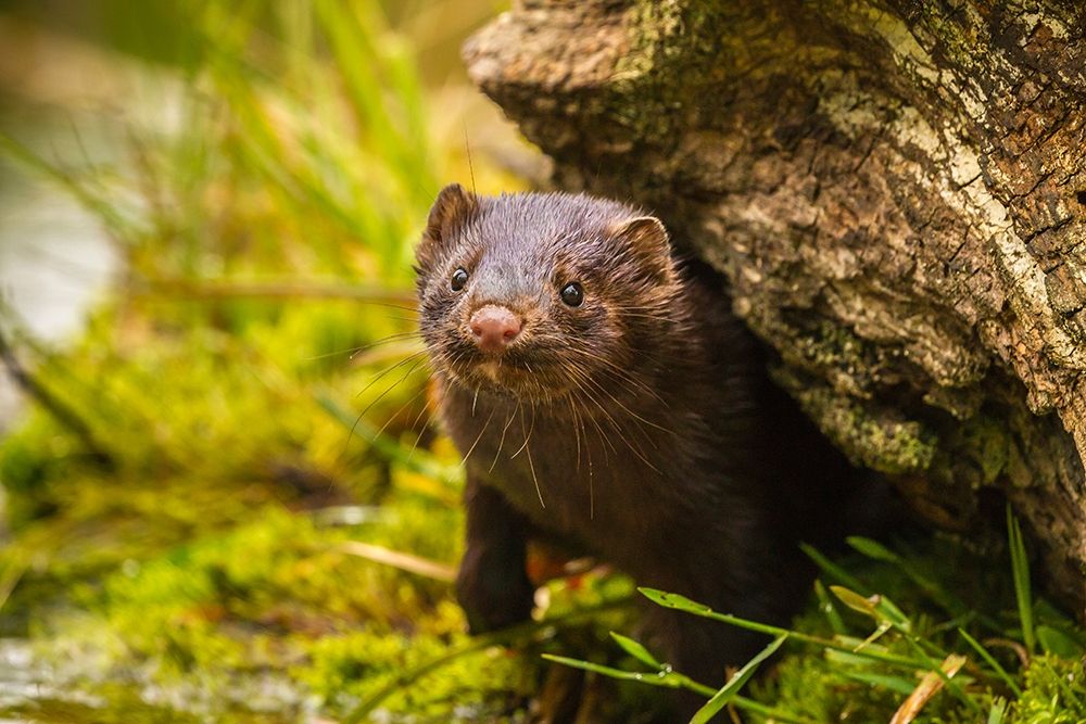 Minnesota-Pine County Mink in log
